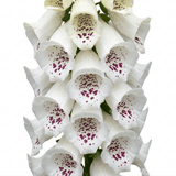 1 Large Plant - Digitalis Dalmatian White, Ready to Plant in Your Garden, 2L Pot - Frankton's
