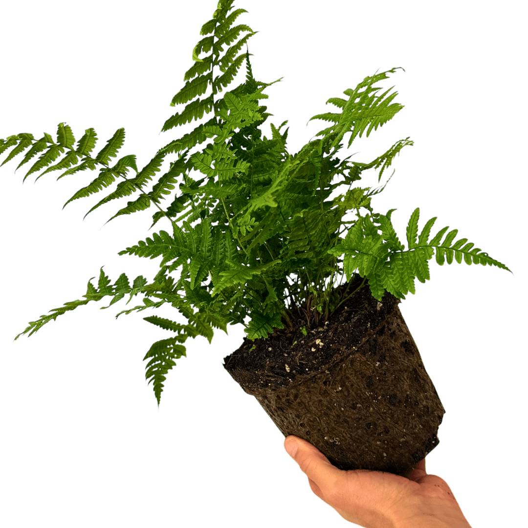 1 Large Plant - Dryopteris Jurassic Gold Fern, Ready to Plant in Your Garden, 3L - Frankton's