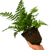 1 Large Plant - Dryopteris Jurassic Gold Fern, Ready to Plant in Your Garden, 3L - Frankton's