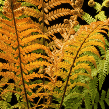 1 Large Plant - Dryopteris Jurassic Gold Fern, Ready to Plant in Your Garden, 3L - Frankton's