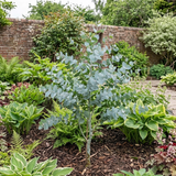 1 Large Plant - Eucalyptus France Blue, Outdoor Garden Ready, 7.5L Pot - Frankton's