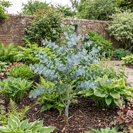 1 Large Plant - Eucalyptus France Blue, Outdoor Garden Ready, 7.5L Pot - Frankton's