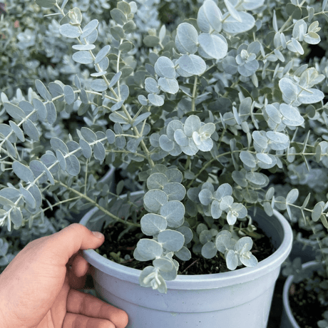 1 Large Plant - Eucalyptus France Blue, Outdoor Garden Ready, 7.5L Pot - Frankton's