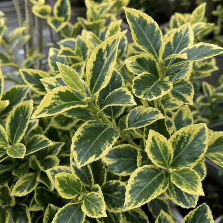 1 Large Plant-Euonymus Aureomarginatus, Ready to Plant in Your Garden, 2L Pot - Frankton's