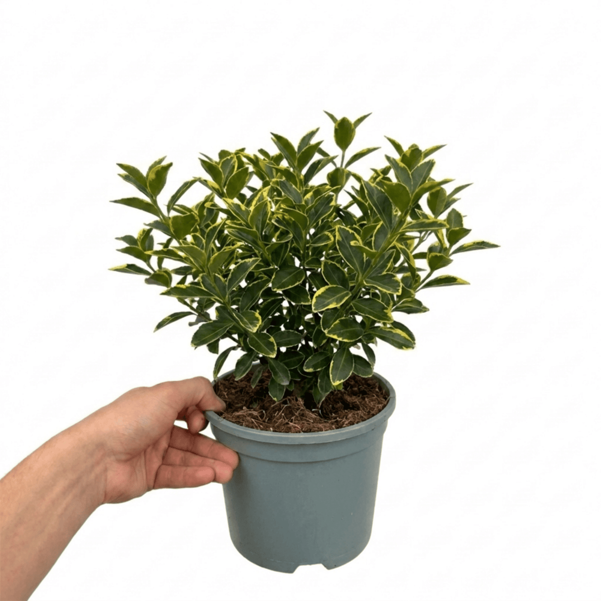 1 Large Plant-Euonymus Aureomarginatus, Ready to Plant in Your Garden, 2L Pot - Frankton's