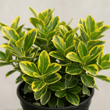 1 Large Plant-Euonymus Aureomarginatus, Ready to Plant in Your Garden, 2L Pot - Frankton's