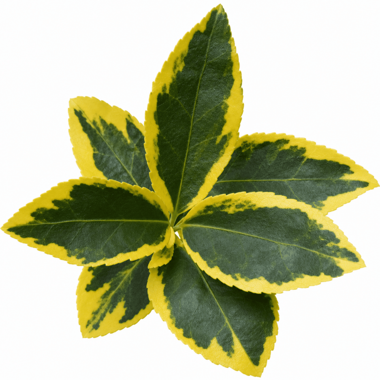 1 Large Plant-Euonymus Aureomarginatus, Ready to Plant in Your Garden, 2L Pot - Frankton's