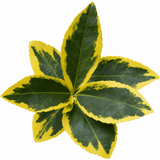 1 Large Plant-Euonymus Aureomarginatus, Ready to Plant in Your Garden, 2L Pot - Frankton's