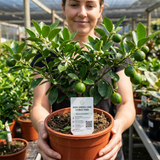 1 Large Plant - Evergreen Mini Green Lime Tree, Ready to Plant in Your Garden - Frankton's
