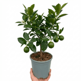 1 Large Plant - Evergreen Mini Green Lime Tree, Ready to Plant in Your Garden - Frankton's