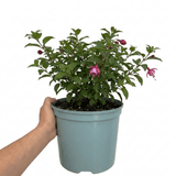 1 Large Plant - Fuchsia Bush Patio Princess, Outdoor Garden Ready, 5L Pot - Frankton's