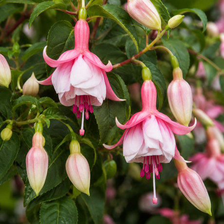 1 Large Plant - Fuchsia Bush Patio Princess, Outdoor Garden Ready, 5L Pot - Frankton's