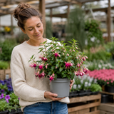 1 Large Plant - Fuchsia Bush Paula Jane, Outdoor Garden Ready, 5L Pot - Frankton's
