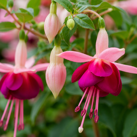 1 Large Plant - Fuchsia Bush Paula Jane, Outdoor Garden Ready, 5L Pot - Frankton's
