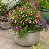 1 Large Plant - Fuchsia Bush Paula Jane, Outdoor Garden Ready, 5L Pot - Frankton's