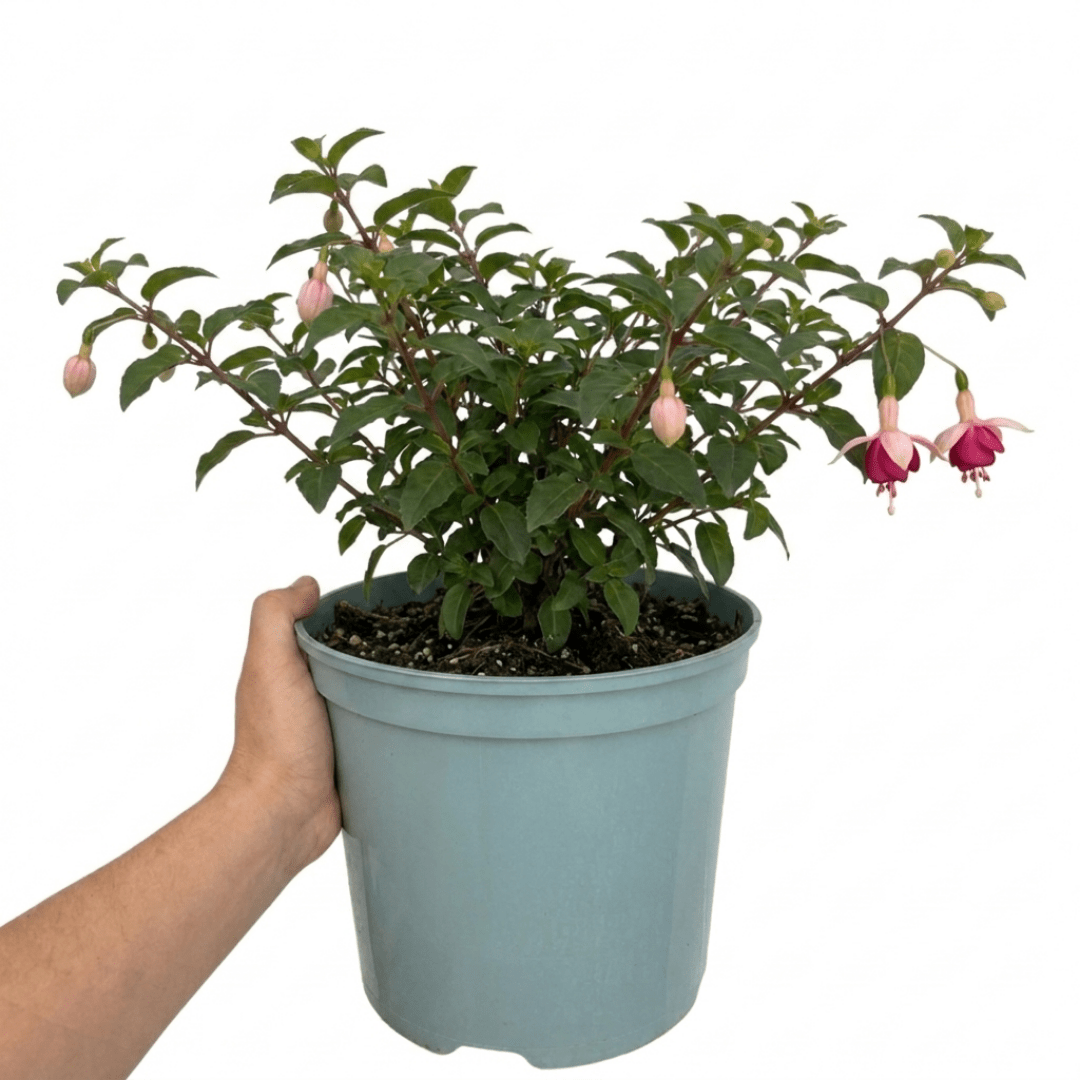 1 Large Plant - Fuchsia Bush Paula Jane, Outdoor Garden Ready, 5L Pot - Frankton's