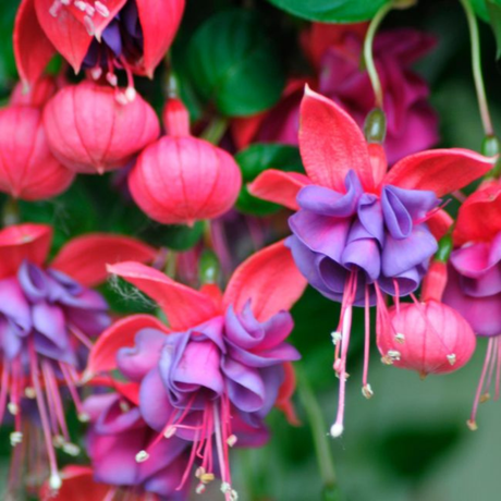 1 Large Plant - Fuchsia Bush Winston Churchill, Outdoor Garden Ready, 5L Pot - Frankton's