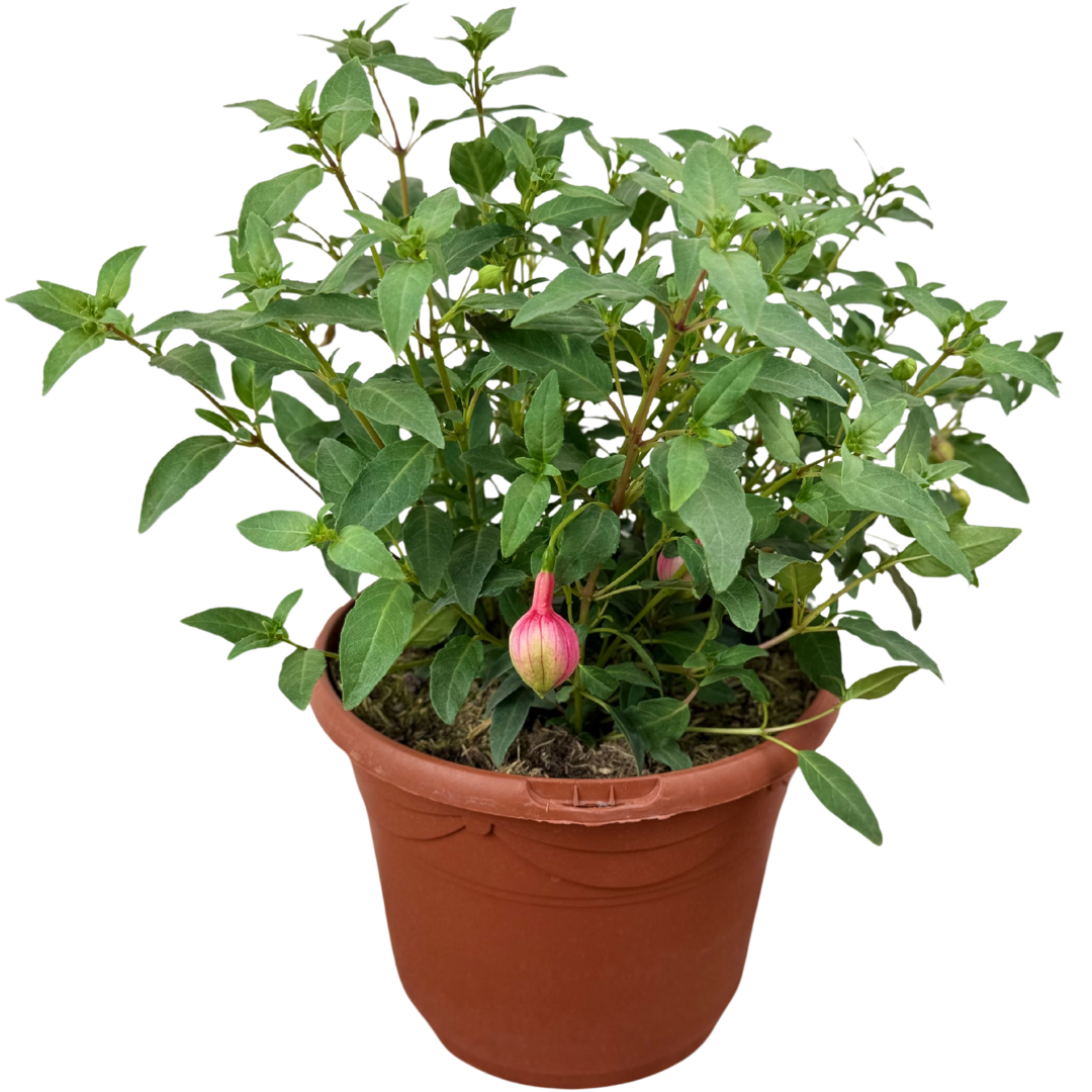 1 Large Plant - Fuchsia Bush Winston Churchill, Outdoor Garden Ready, 5L Pot - Frankton's