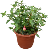 1 Large Plant - Fuchsia Bush Winston Churchill, Outdoor Garden Ready, 5L Pot - Frankton's