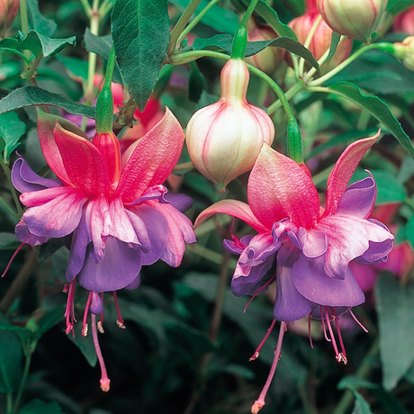 1 Large Plant - Fuchsia Bush Winston Churchill, Outdoor Garden Ready, 5L Pot - Frankton's