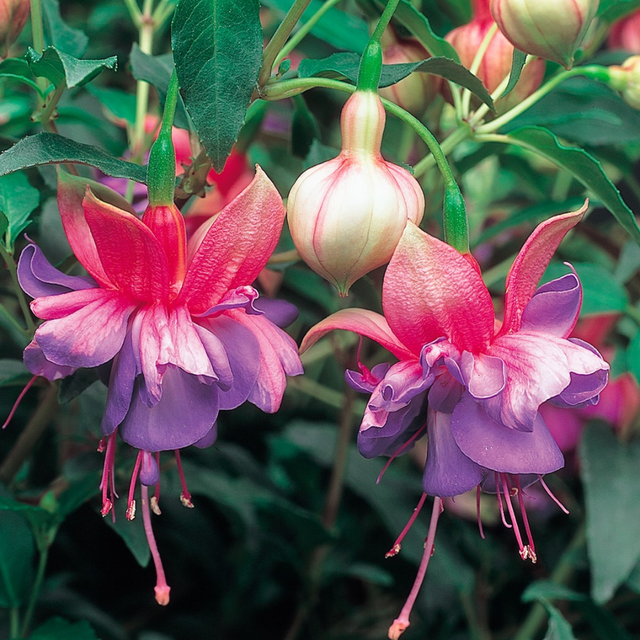 1 Large Plant - Fuchsia Bush Winston Churchill, Outdoor Garden Ready, 5L Pot - Frankton's