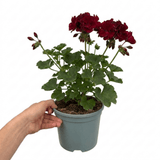 1 Large Plant - Geranium Calliope Dark Red, Outdoor Garden Ready, 2L Pot - Frankton's