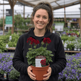 1 Large Plant - Geranium Calliope Dark Red, Outdoor Garden Ready, 2L Pot - Frankton's