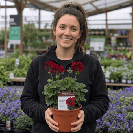 1 Large Plant - Geranium Calliope Dark Red, Outdoor Garden Ready, 2L Pot - Frankton's