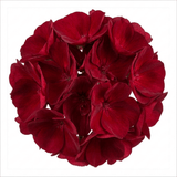1 Large Plant - Geranium Calliope Dark Red, Outdoor Garden Ready, 2L Pot - Frankton's