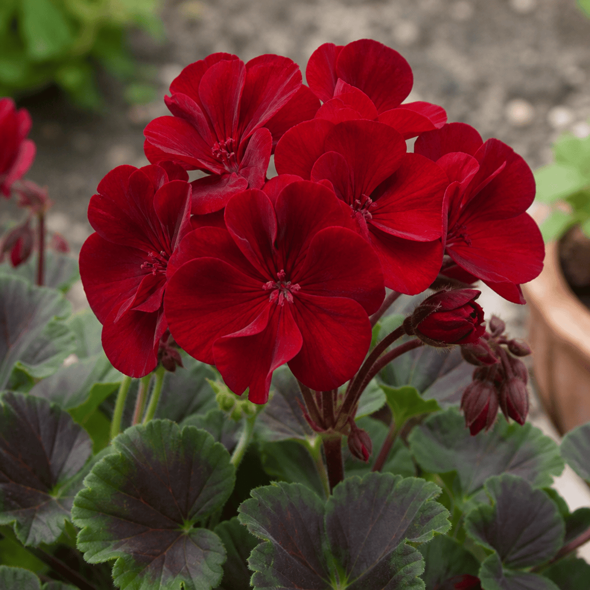 1 Large Plant - Geranium Calliope Dark Red, Outdoor Garden Ready, 2L Pot - Frankton's
