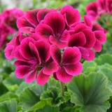 1 Large Plant - Geranium Calliope Deep Rose, Outdoor Garden Ready, 2L Pot - Frankton's