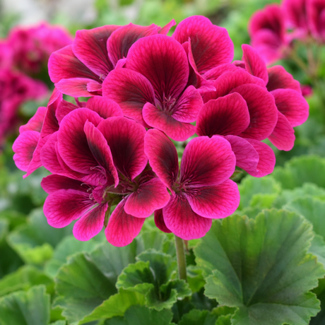 1 Large Plant - Geranium Calliope Deep Rose, Outdoor Garden Ready, 2L Pot - Frankton's