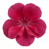 1 Large Plant - Geranium Calliope Deep Rose, Outdoor Garden Ready, 2L Pot - Frankton's