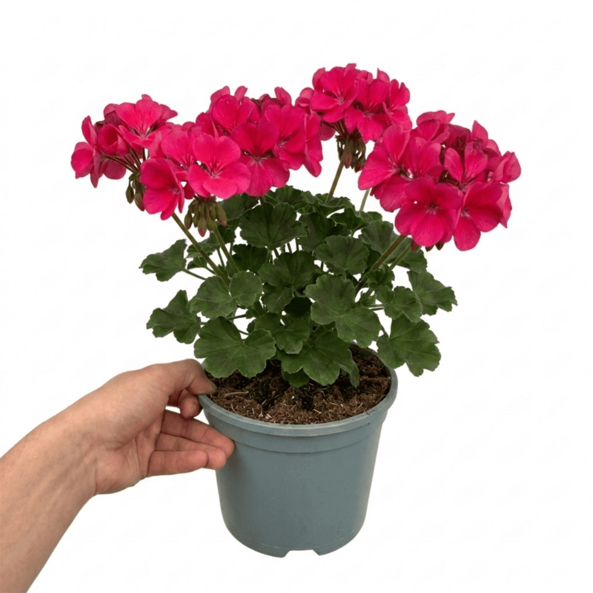 1 Large Plant - Geranium Calliope Deep Rose, Outdoor Garden Ready, 2L Pot - Frankton's