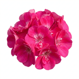 1 Large Plant - Geranium Calliope Hot Pink, Outdoor Garden Ready, 2L Pot - Frankton's