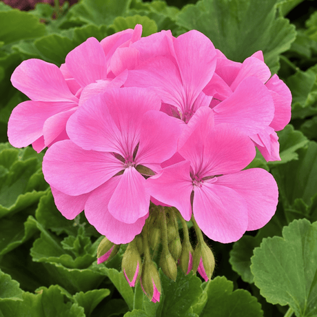 1 Large Plant - Geranium Calliope Hot Pink, Outdoor Garden Ready, 2L Pot - Frankton's