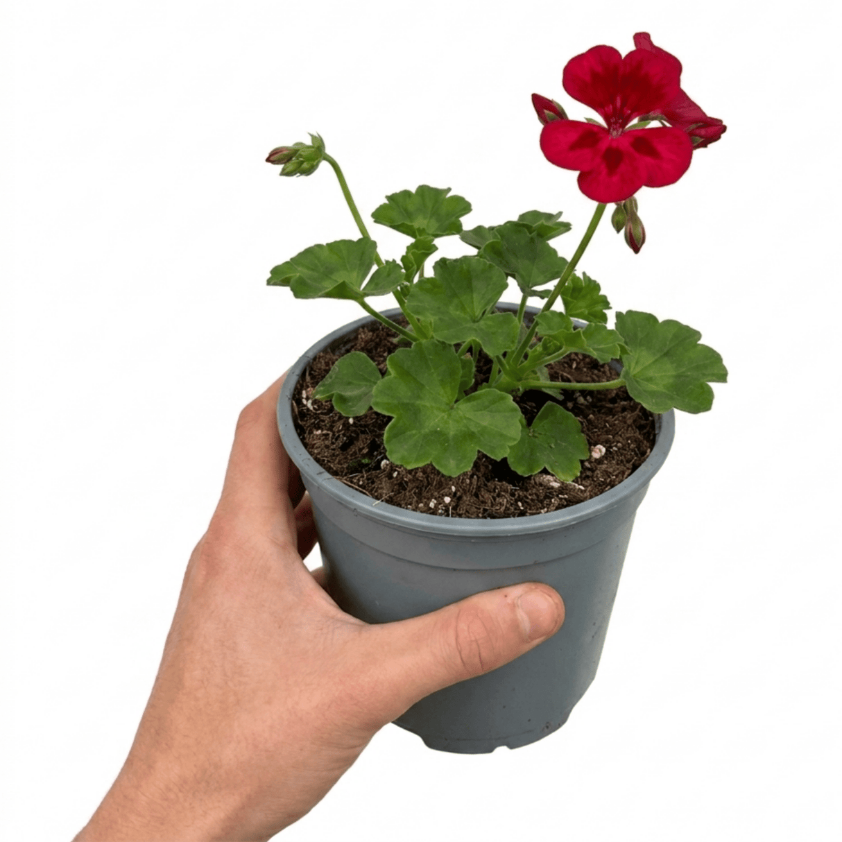 1 Large Plant - Geranium Calliope Red Splash, Outdoor Garden Ready, 2L Pot - Frankton's