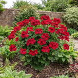 1 Large Plant - Geranium Calliope Red Splash, Outdoor Garden Ready, 2L Pot - Frankton's