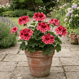 1 Large Plant - Geranium Calliope Red Splash, Outdoor Garden Ready, 2L Pot - Frankton's