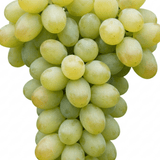 1 Large Plant - Grape Vitis Victoria White, Outdoor Garden Ready, 3L Pot - Frankton's
