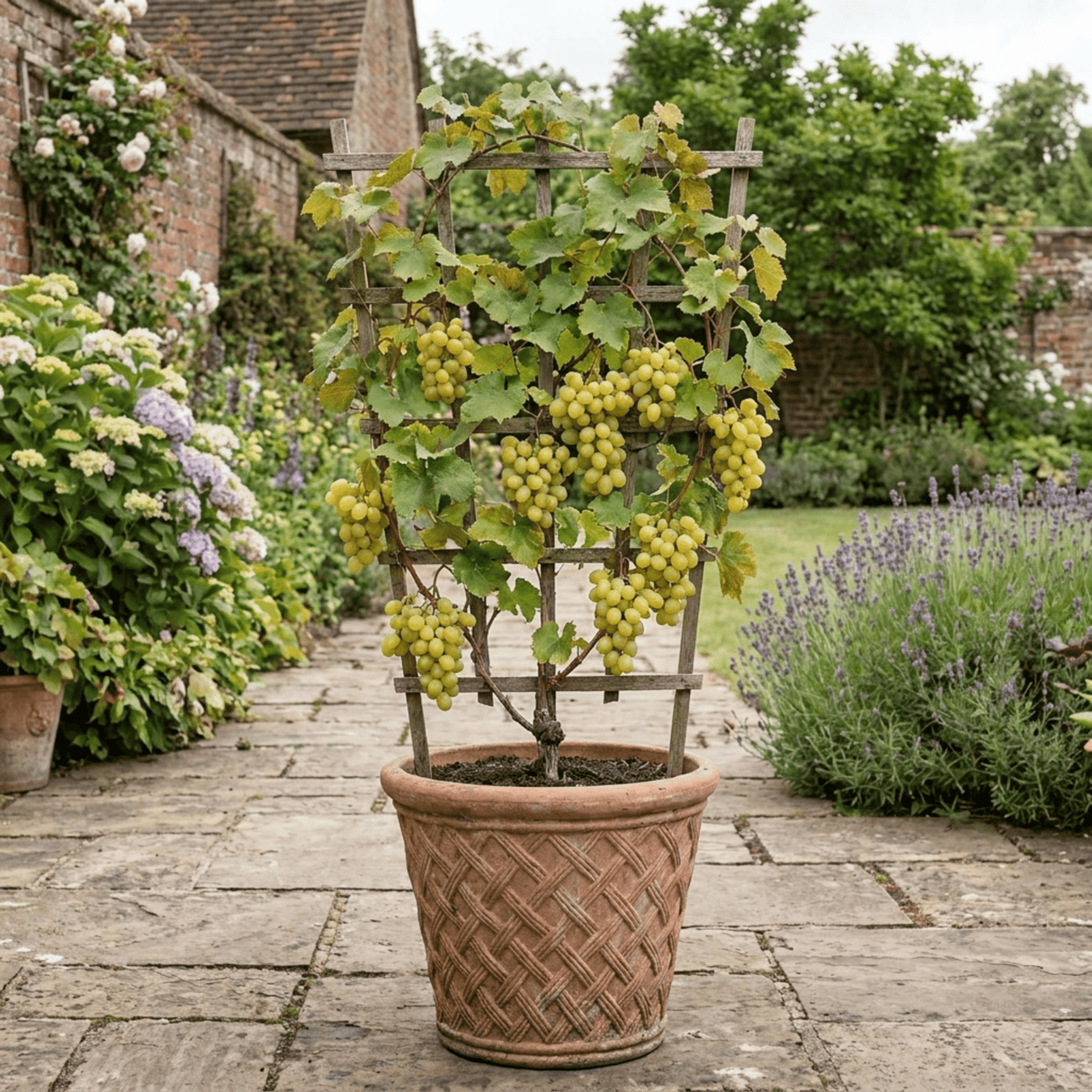 1 Large Plant - Grape Vitis Victoria White, Outdoor Garden Ready, 3L Pot - Frankton's