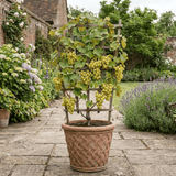 1 Large Plant - Grape Vitis Victoria White, Outdoor Garden Ready, 3L Pot - Frankton's