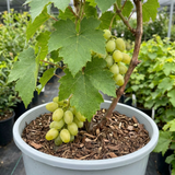1 Large Plant - Grape Vitis Victoria White, Outdoor Garden Ready, 3L Pot - Frankton's