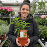 1 Large Plant - Grow Your Own Sweet Pepper Snack Orange, Outdoor Garden Ready - Frankton's