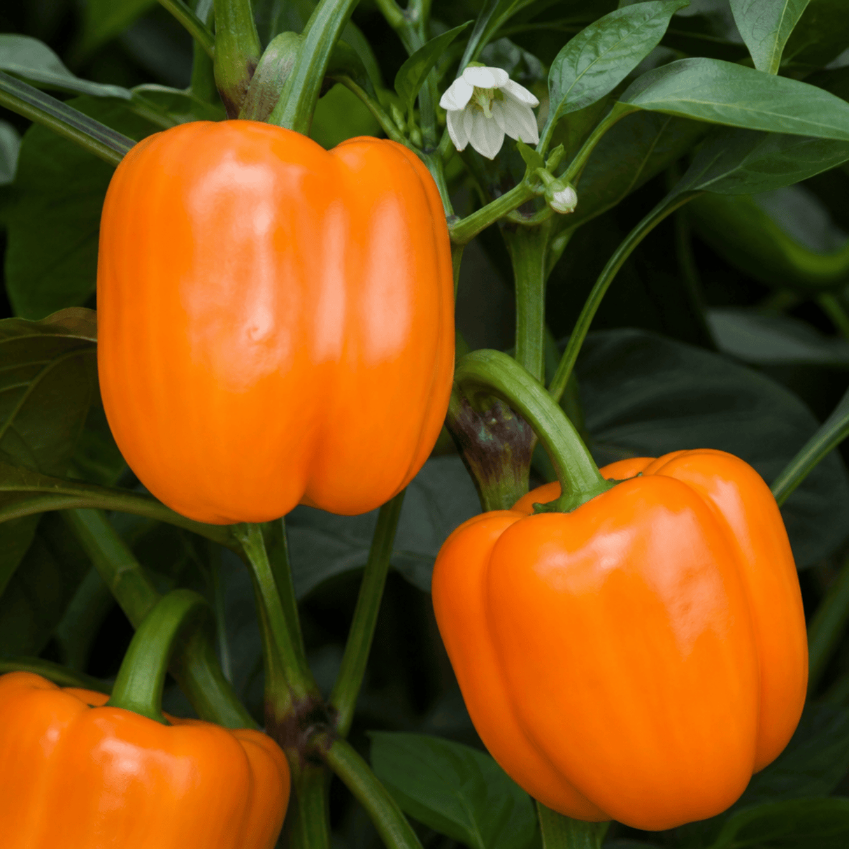 1 Large Plant - Grow Your Own Sweet Pepper Snack Orange, Outdoor Garden Ready - Frankton's