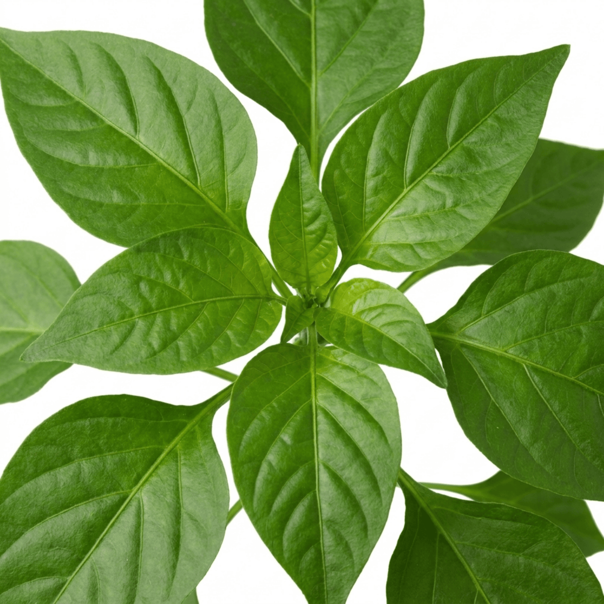 1 Large Plant - Grow Your Own Sweet Pepper Snack Red, Outdoor Garden Ready - Frankton's