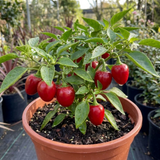 1 Large Plant - Grow Your Own Sweet Pepper Snack Red, Outdoor Garden Ready - Frankton's