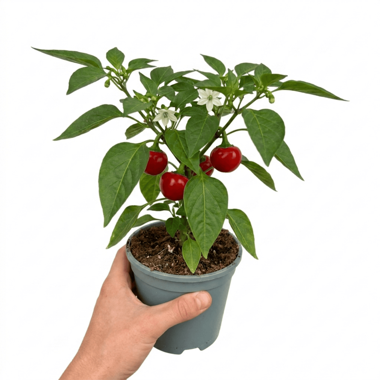 1 Large Plant - Grow Your Own Sweet Pepper Snack Red, Outdoor Garden Ready - Frankton's