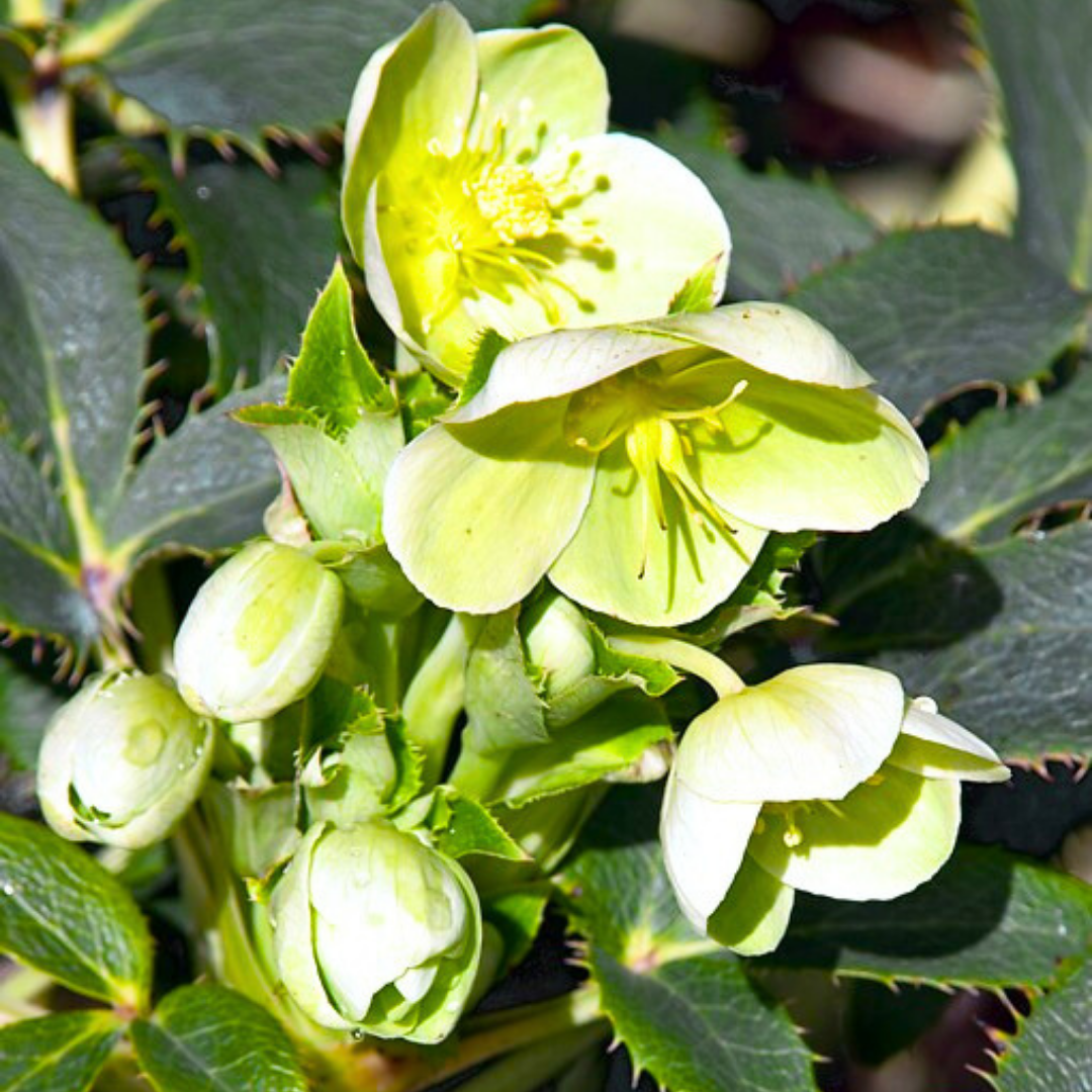1 Large Plant - Hellebore Argutifolius, Ready to Plant in Your Garden, 2L Pot - Frankton's