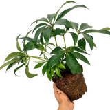 1 Large Plant - Hellebore Argutifolius, Ready to Plant in Your Garden, 2L Pot - Frankton's
